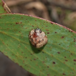 Trachymela sp. (genus) at Gourock National Park - 27 Mar 2024