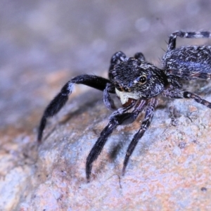 Sondra sp. (genus) at Moncrieff, ACT - suppressed