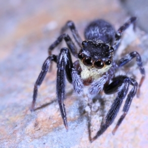 Sondra sp. (genus) at Moncrieff, ACT - suppressed