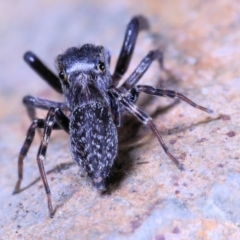 Sondra sp. (genus) at Moncrieff, ACT - 18 Apr 2022