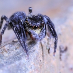 Sondra sp. (genus) at Moncrieff, ACT - 18 Apr 2022