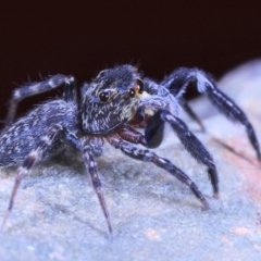 Sondra sp. (genus) at Moncrieff, ACT - 18 Apr 2022
