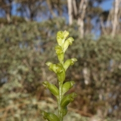 Microtis parviflora (Slender Onion Orchid) at Snowball, NSW - 27 Mar 2024 by RobG1