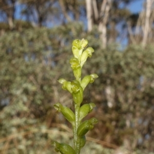 Microtis parviflora at QPRC LGA - 27 Mar 2024