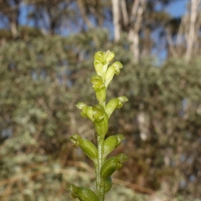 Microtis parviflora (Slender Onion Orchid) at Snowball, NSW - 27 Mar 2024 by RobG1