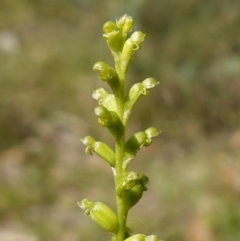 Microtis parviflora at QPRC LGA - 27 Mar 2024