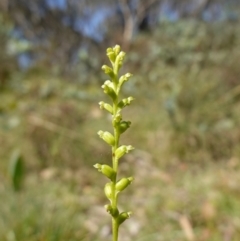 Microtis parviflora at QPRC LGA - 27 Mar 2024