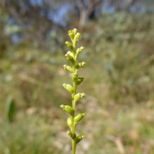 Microtis parviflora at QPRC LGA - 27 Mar 2024