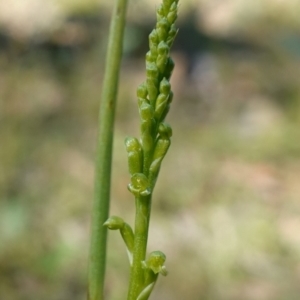 Microtis parviflora at QPRC LGA - 27 Mar 2024