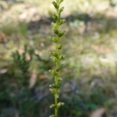 Microtis parviflora at QPRC LGA - 27 Mar 2024