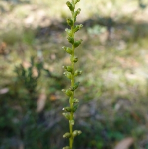Microtis parviflora at QPRC LGA - 27 Mar 2024