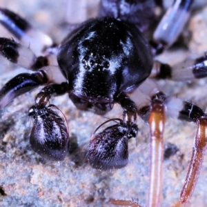 Pentasteron sp. (genus) at Moncrieff, ACT - 29 Apr 2022