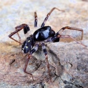 Pentasteron sp. (genus) at Moncrieff, ACT - 29 Apr 2022