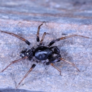 Pentasteron sp. (genus) at Moncrieff, ACT - 29 Apr 2022