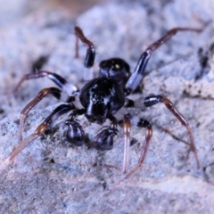 Pentasteron sp. (genus) at Moncrieff, ACT - 29 Apr 2022