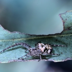 Plebs eburnus (Eastern bush orb-weaver) at Moncrieff, ACT - 17 Apr 2022 by smithga