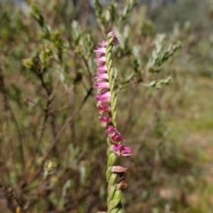 Spiranthes australis (Austral Ladies Tresses) at Snowball, NSW - 27 Mar 2024 by RobG1