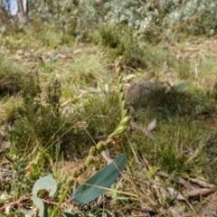 Spiranthes australis at QPRC LGA - 27 Mar 2024