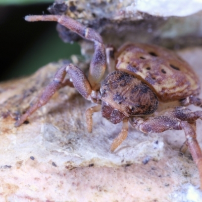 Cymbacha sp (genus) (A crab spider) at Moncrieff, ACT - 27 May 2022 by smithga