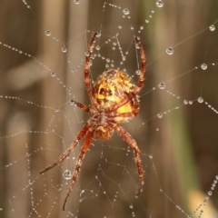 Backobourkia brounii (Broun's orb weaver) at Moncrieff, ACT - 31 Mar 2024 by smithga