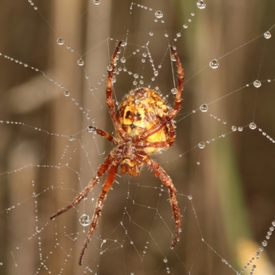 Backobourkia brounii (Broun's orb weaver) at Moncrieff, ACT - 1 Apr 2024 by smithga