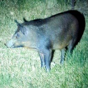 Sus scrofa at Lions Youth Haven - Westwood Farm A.C.T. - 25 Mar 2024