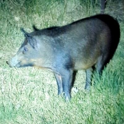 Sus scrofa (Feral Pig) at Lions Youth Haven - Westwood Farm A.C.T. - 25 Mar 2024 by HelenCross