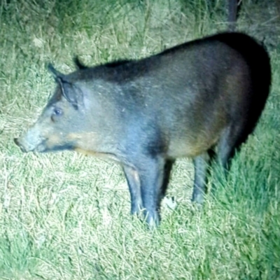 Sus scrofa (Pig (feral)) at Kambah, ACT - 25 Mar 2024 by HelenCross