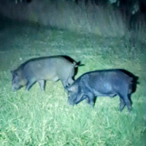 Sus scrofa at Lions Youth Haven - Westwood Farm A.C.T. - 25 Mar 2024