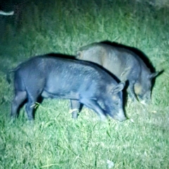 Sus scrofa at Lions Youth Haven - Westwood Farm A.C.T. - suppressed