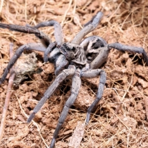 Tasmanicosa sp. (genus) at Moncrieff, ACT - suppressed