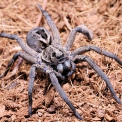 Tasmanicosa sp. (genus) at Moncrieff, ACT - suppressed