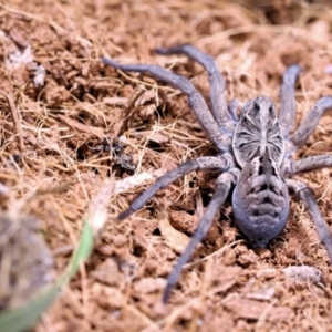 Tasmanicosa sp. (genus) at Moncrieff, ACT - suppressed