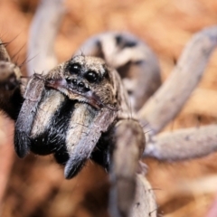 Tasmanicosa sp. (genus) at Moncrieff, ACT - suppressed