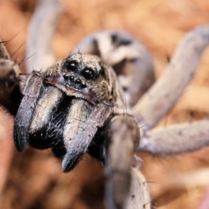 Tasmanicosa sp. (genus) at Moncrieff, ACT - 9 Apr 2022