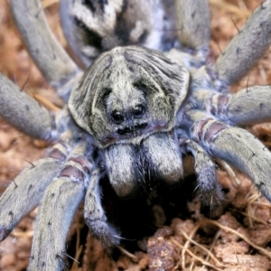 Tasmanicosa sp. (genus) at Moncrieff, ACT - suppressed