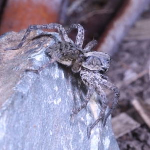 Miturgidae (family) at Moncrieff, ACT - 6 Jun 2022