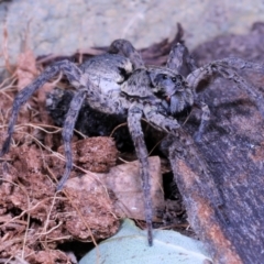 Miturgidae (family) at Moncrieff, ACT - 6 Jun 2022