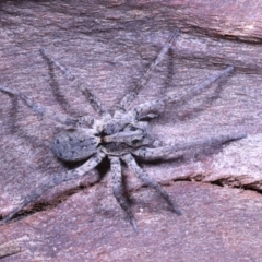 Miturgidae (family) at Moncrieff, ACT - suppressed