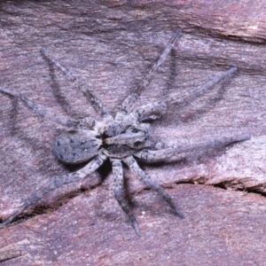 Miturgidae (family) at Moncrieff, ACT - 6 Jun 2022