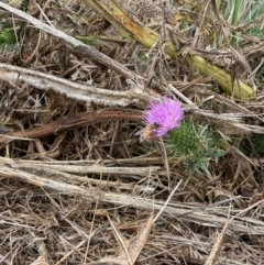 Apis mellifera at Crace Grassland (CR_2) - 23 Mar 2024