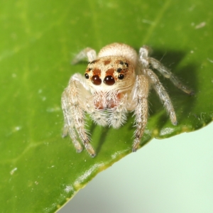 Opisthoncus grassator at Moncrieff, ACT - 27 Mar 2024