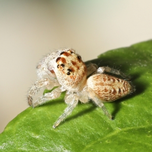 Opisthoncus grassator at Moncrieff, ACT - 27 Mar 2024