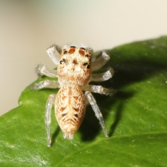 Opisthoncus grassator at Moncrieff, ACT - 27 Mar 2024