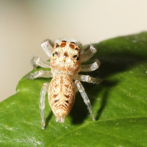 Opisthoncus grassator at Moncrieff, ACT - 27 Mar 2024