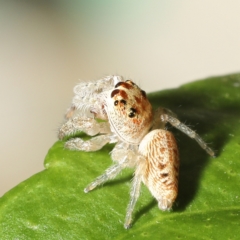 Opisthoncus grassator at Moncrieff, ACT - 27 Mar 2024