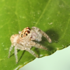 Opisthoncus grassator at Moncrieff, ACT - 27 Mar 2024