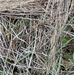 Syrphini sp. (tribe) (Unidentified syrphine hover fly) at Crace Grasslands - 23 Mar 2024 by MiaThurgate