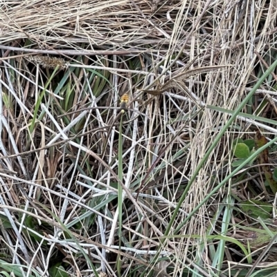 Syrphini sp. (tribe) (Unidentified syrphine hover fly) at Crace Grasslands - 23 Mar 2024 by MiaThurgate