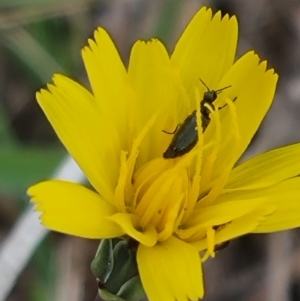 Dasytinae (subfamily) at Crace Grassland (CR_2) - 23 Mar 2024 12:58 PM